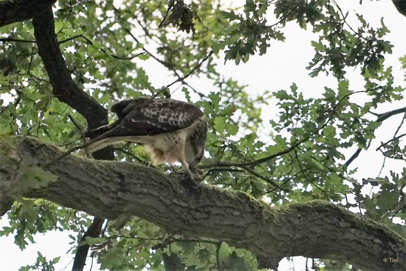 bdBuizerd 4.JPG - In en om Arnhem 